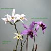 Laelia anceps guerrero